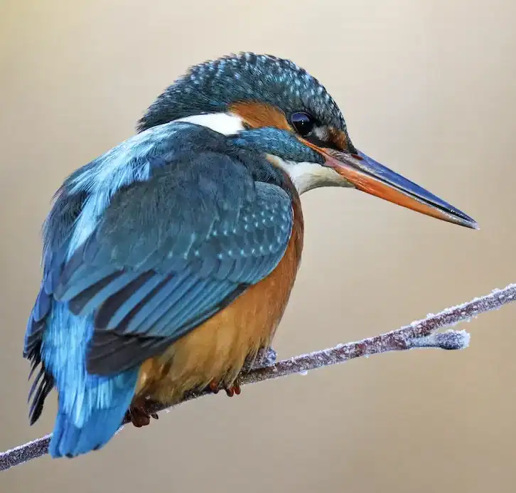 Eisvogel sitzt konzentriert auf einem Ast